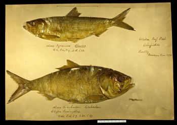 Media type: image; Ichthyology 154788